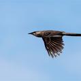 Red Wattlebird