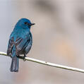 Nilgiri Flycatcher