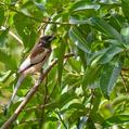 Rufous Treepie