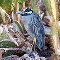 Yellow-crowned Night Heron