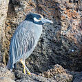 Yellow-crowned Night Heron