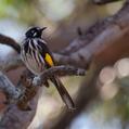 New Holland Honeyeater