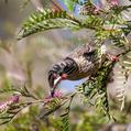 Red Wattlebird