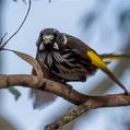 New Holland Honeyeater