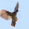 Red Wattlebird