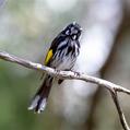 New Holland Honeyeater