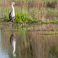 White-necked Heron