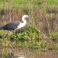 White-necked Heron