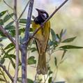 White-eared Honeyeater