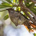 Little Wattlebird