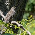 Little Wattlebird