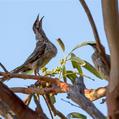 Red Wattlebird