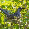 Little Wattlebird