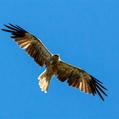 Whistling Kite