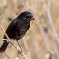 Pied Bush Chat