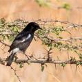 Pied Bush Chat