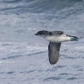 Common Diving Petrel