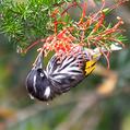 New Holland Honeyeater