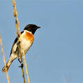 White-tailed Stonechat