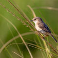 White-tailed Stonechat