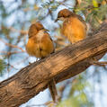 White-throated Babbler