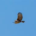 Crested Honey Buzzard