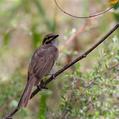 Yellow-faced Honeyeater