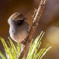 Rufous-gorgeted Flycatcher