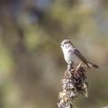 Slaty-backed Flycatcher