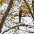 Rufous Treepie