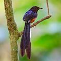 White-rumped Shama