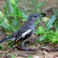 Oriental Magpie-Robin