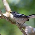 Oriental Magpie-Robin