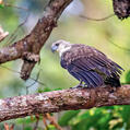 Lesser Fish Eagle