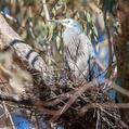 White-faced Heron