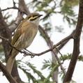 Yellow-faced Honeyeater