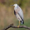 White-faced Heron