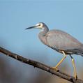 White-faced Heron