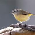 Yellow-rumped Thornbill