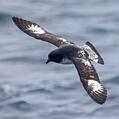 Cape Petrel