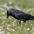 Western Jackdaw