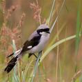 Grey-backed Fiscal